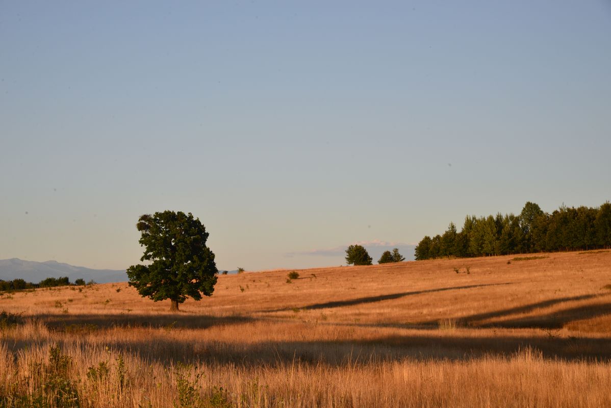 Horizontal: Lone Tree in the Field