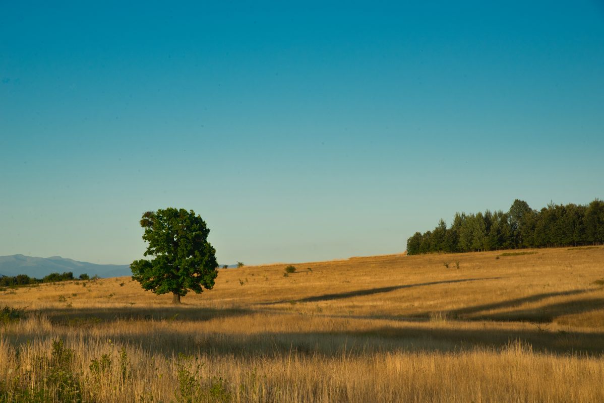 Horizontal: Lone Tree in the Field #1