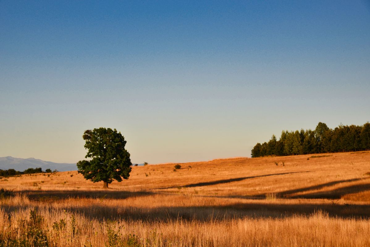 Horizontal: Lone Tree in the Field #2
