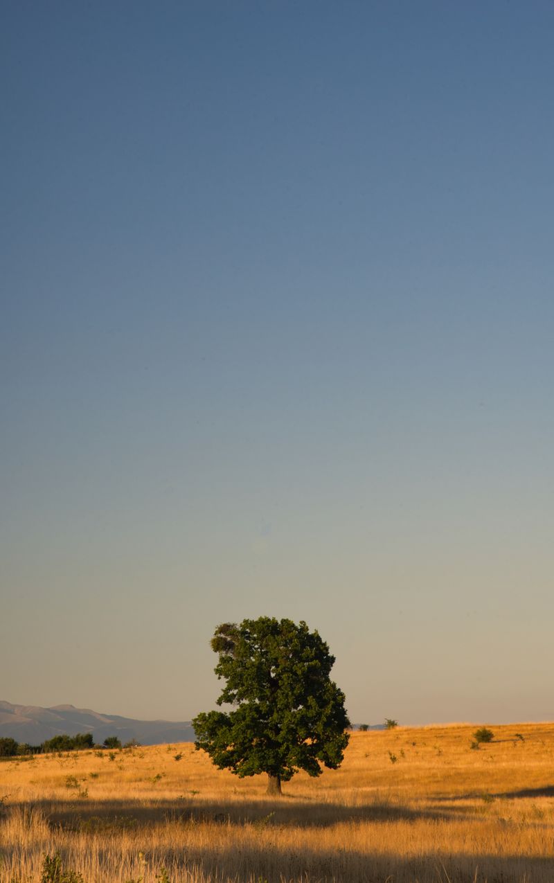 Vertical: Lone Tree in the Field