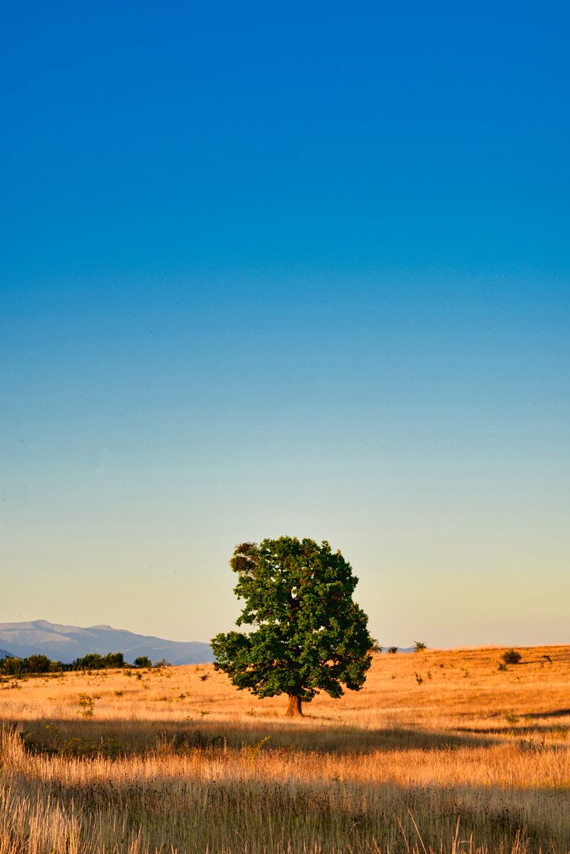 Vertical: Lone Tree in the Field
