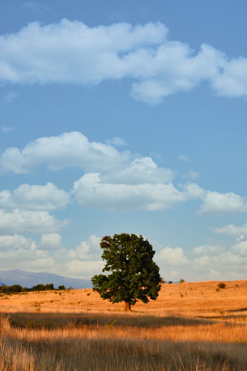 Vertical: Luminar AI processing of Lone Tree in the Field #1