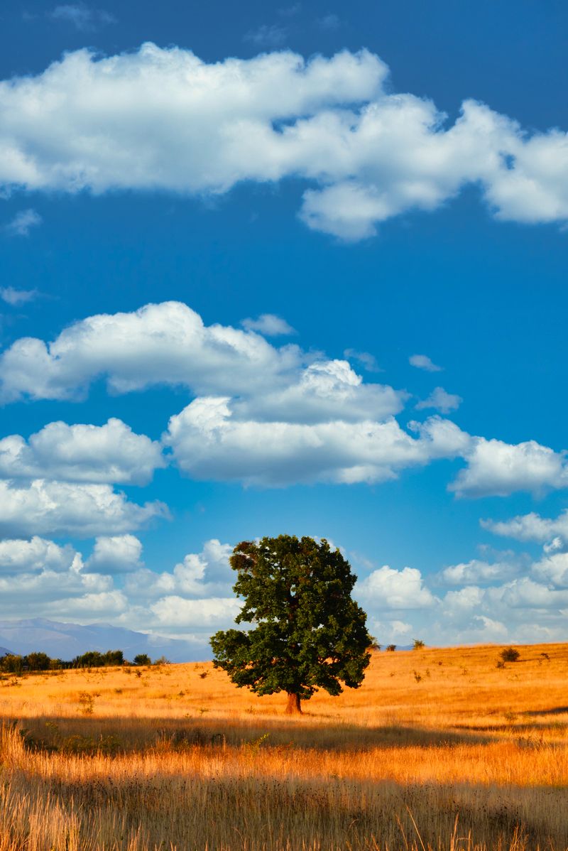 Vertical: Luminar AI processing of Lone Tree in the Field #2