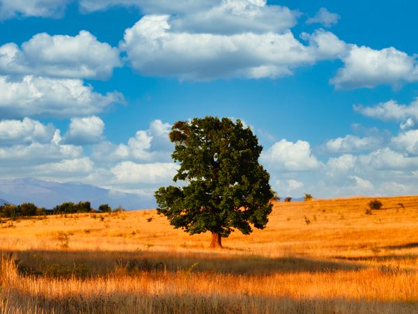 Lone Tree in the Field